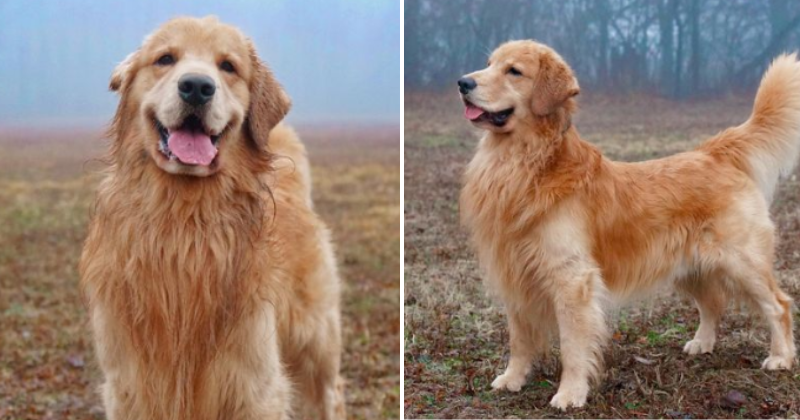 Meet Tucker Budzyn, the Golden Retriever who earns over Rs 8 crore in a year