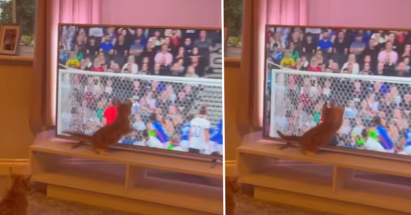 Cat transforms into a 'goalkeeper' while watching a football game on TV