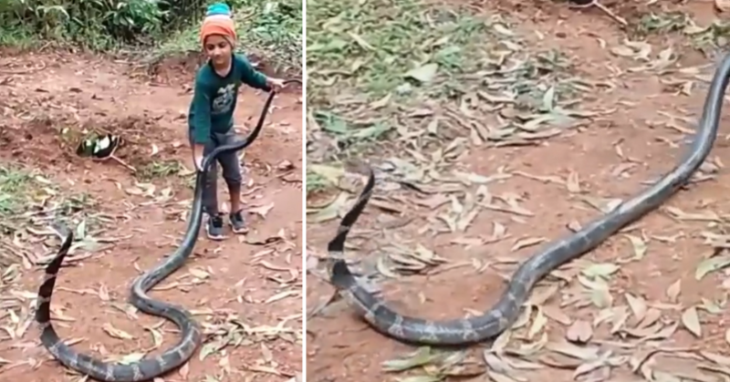 Kid's Fearless Act with huge King Cobra goes viral and leaves the Internet in awe
