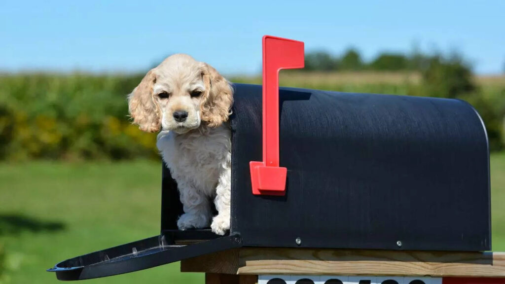 US neighborhood denied mail delivery for 2 months due to 'vicious dog'