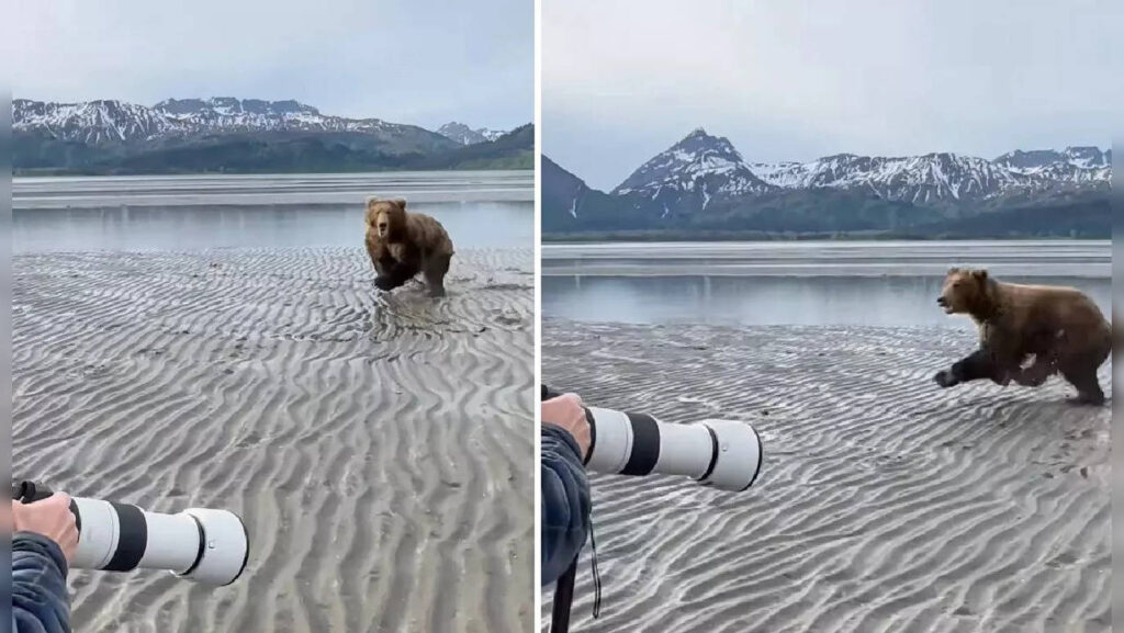 Wildlife photographers fend off charging big bears shouting and not running: netizens shocked