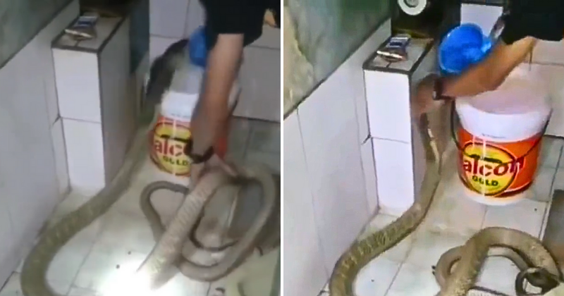 Watch This Fearless Man Bathing King Cobra In Viral Video, The Internet Is Shocked