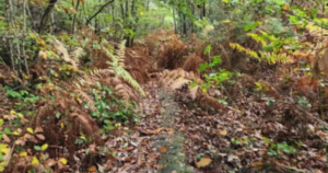 High-IQ Optical Illusion: Find The Ginger Dog Camouflaged In The Woods