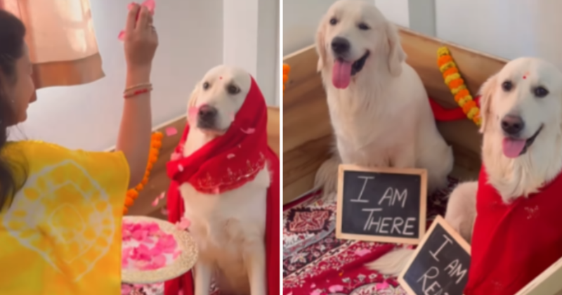 #WTF2023: When Desi Pet Parents Threw A Baby Shower For Their Pregnant Golden Retriever